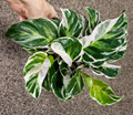 2" Calathea Fusion White